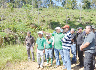 Firm's forest regreening plan hailed